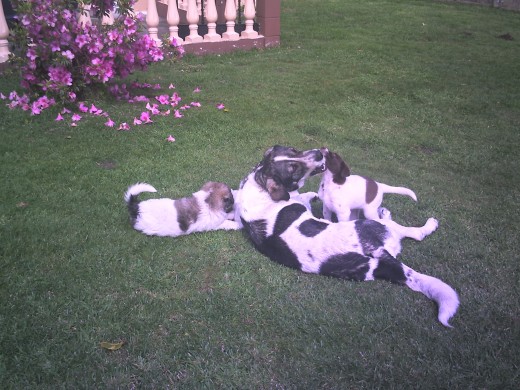 dida y cachorros dida y cachorros
